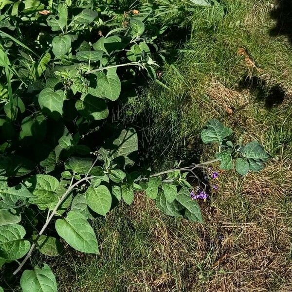 Solanum dulcamara Облик