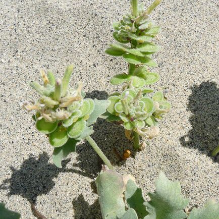 Dithyrea californica Агульны выгляд