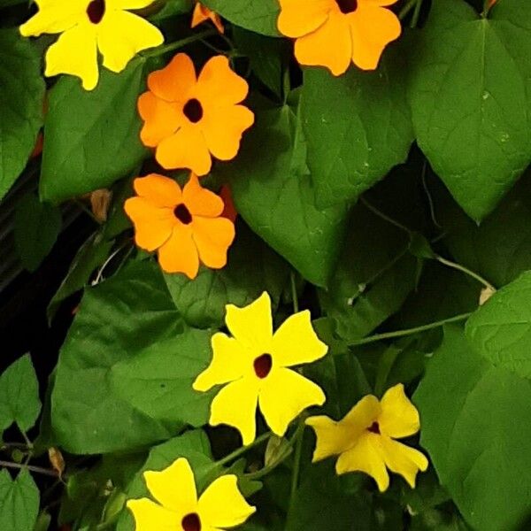 Thunbergia alata Flower