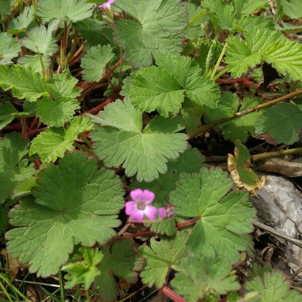 Geranium rotundifolium Leaf