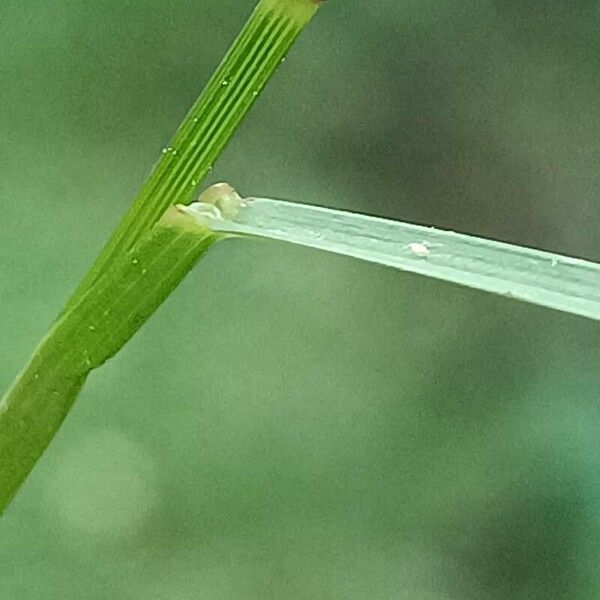 Poa nemoralis 葉