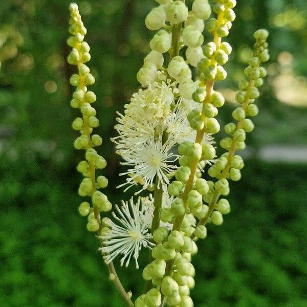 Actaea racemosa Floare