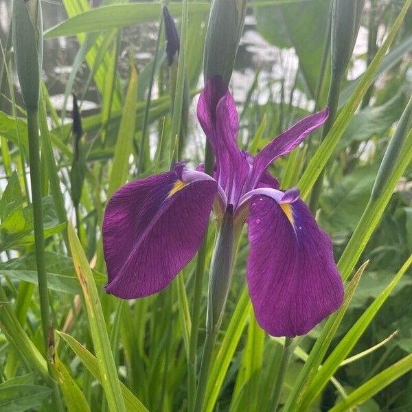 Iris ensata Blodyn