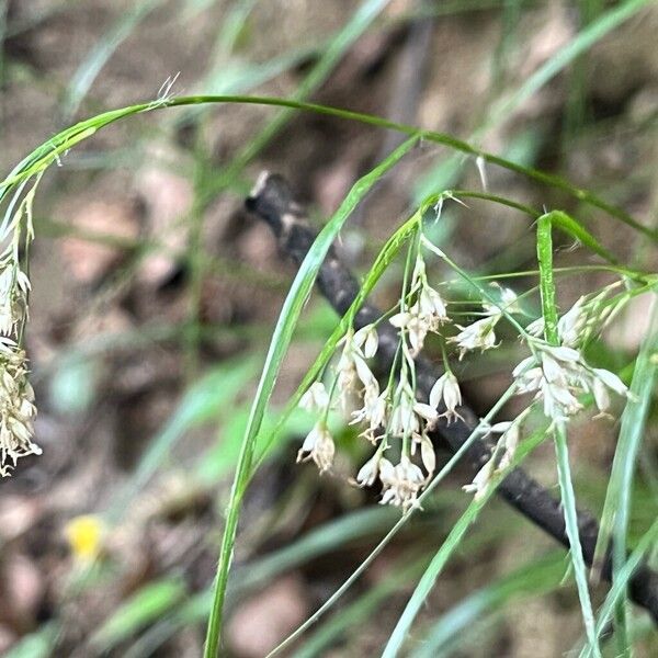 Luzula luzuloides Fleur