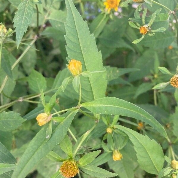 Bidens cernua Hostoa