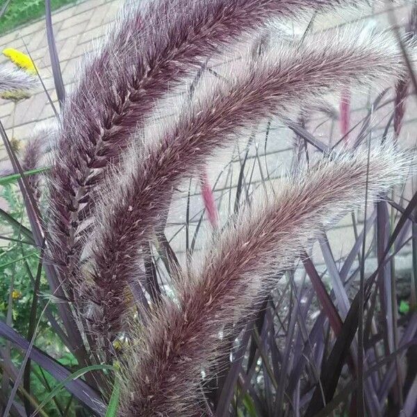 Cenchrus purpureus Fruit