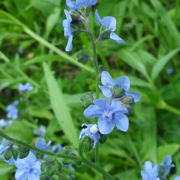 Cynoglossum amabile ᱵᱟᱦᱟ