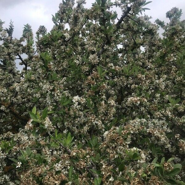 Pyracantha koidzumii Folio