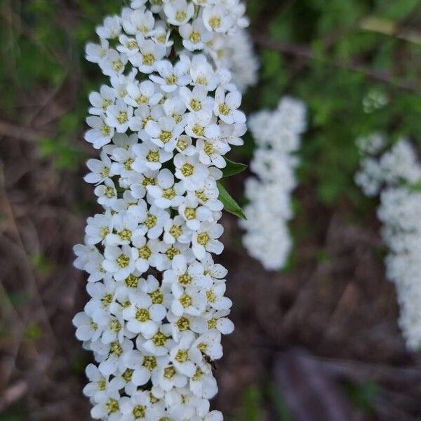 Spiraea x arguta Цветок