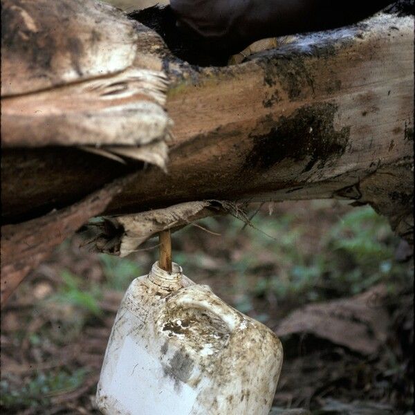 Elaeis guineensis Bark