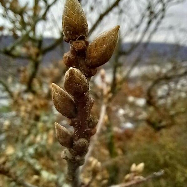 Quercus robur Other