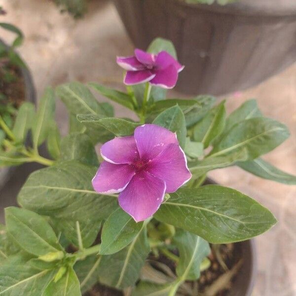 Catharanthus roseus Flower