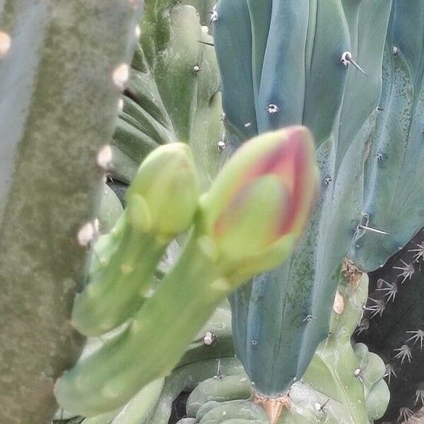 Myrtillocactus geometrizans Lorea