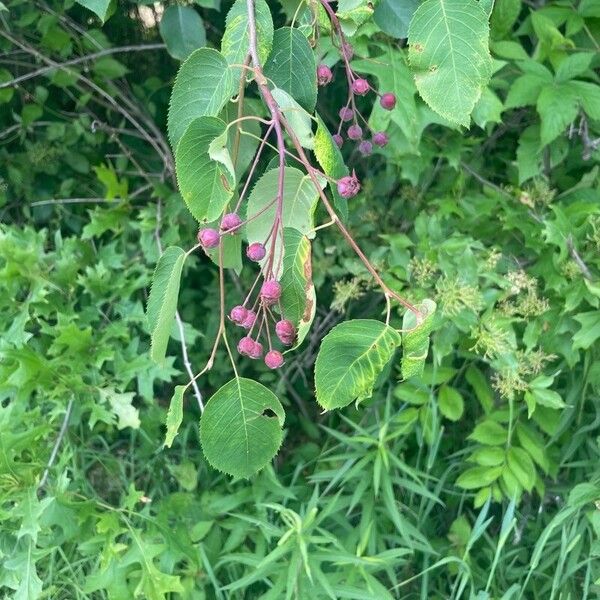 Amelanchier ovalis ফল