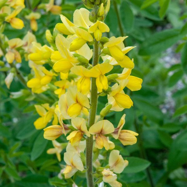 Thermopsis lanceolata Kwiat