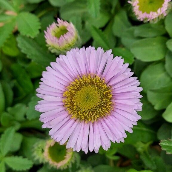 Erigeron glaucus Flower