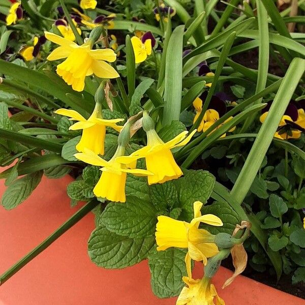 Narcissus jonquilla Flor