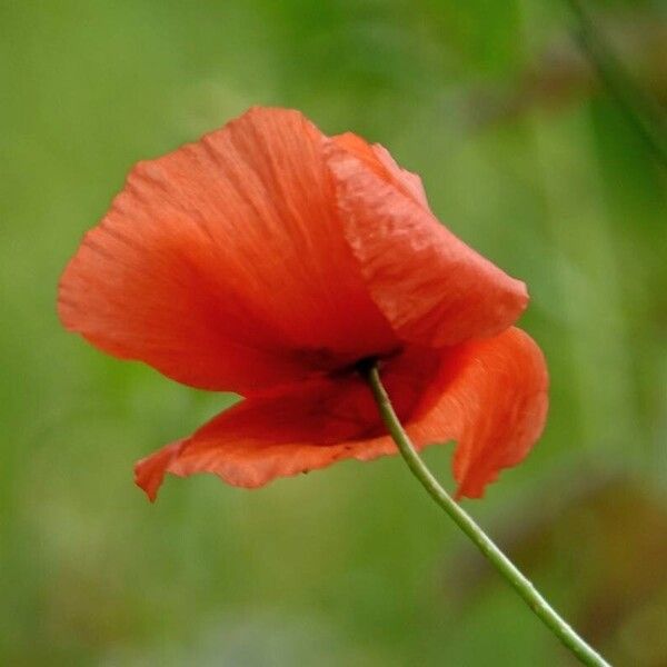 Papaver dubium Flower