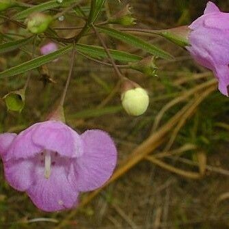 Agalinis tenuifolia Flower