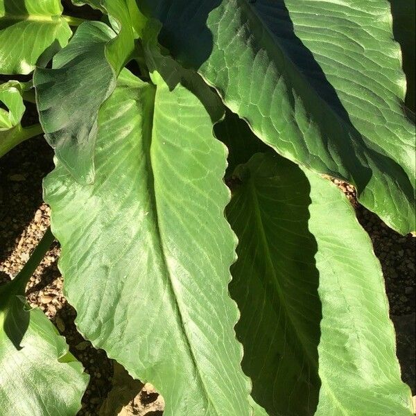 Arum pictum Leaf