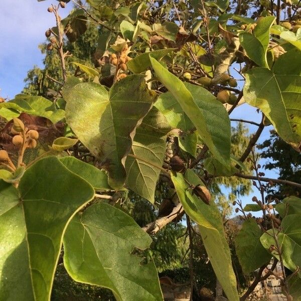 Paulownia tomentosa Blad