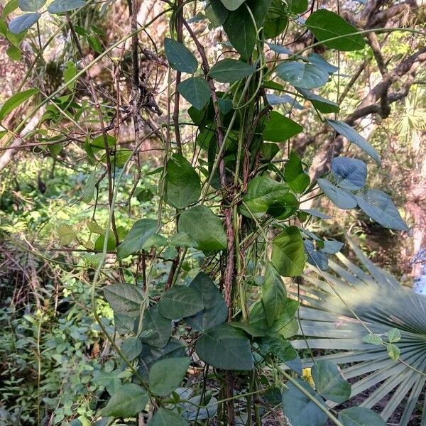 Vigna luteola Blad