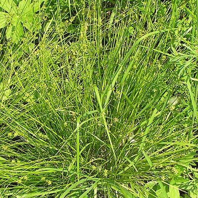 Carex radiata Habitus