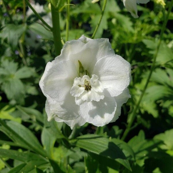 Delphinium elatum Flor