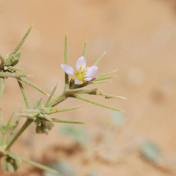 Zygophyllum indicum Bloem