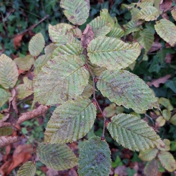 Carpinus betulus Leht