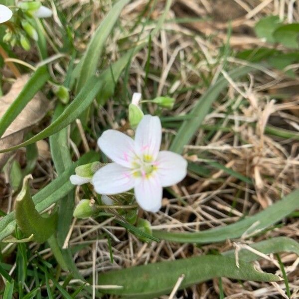 Claytonia virginica 花