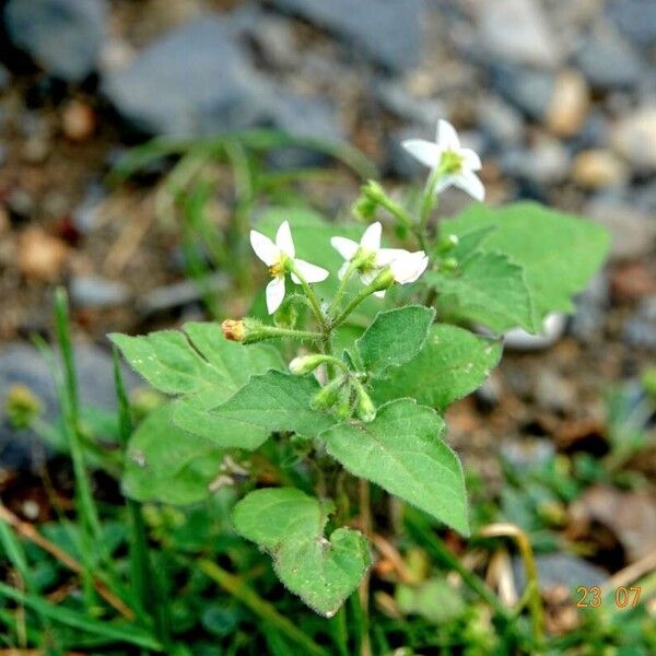 Solanum villosum Hàbitat