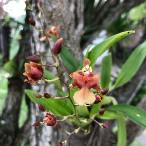 Dendrobium virotii പുഷ്പം