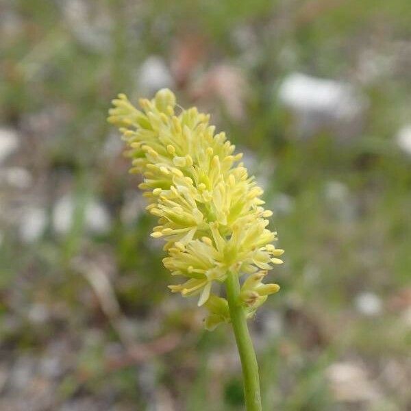 Tofieldia calyculata Floro