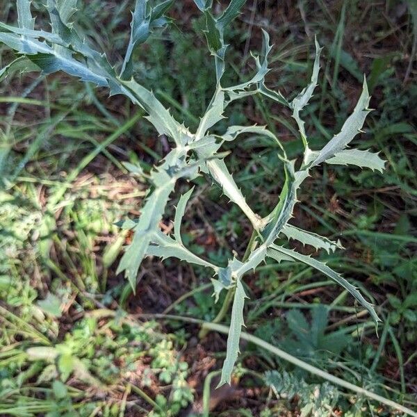 Eryngium campestre Blad