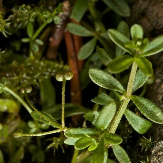 Galium trifidum その他の提案