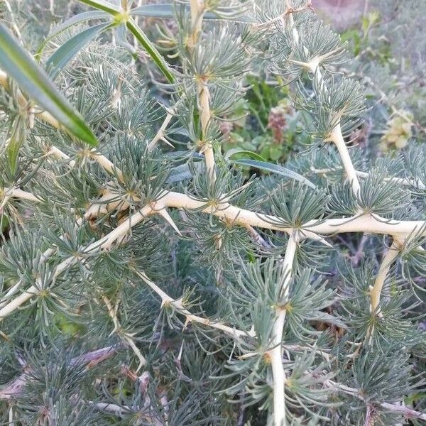 Asparagus albus Žievė