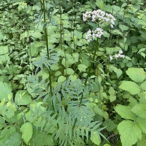 Valeriana officinalis Hábito