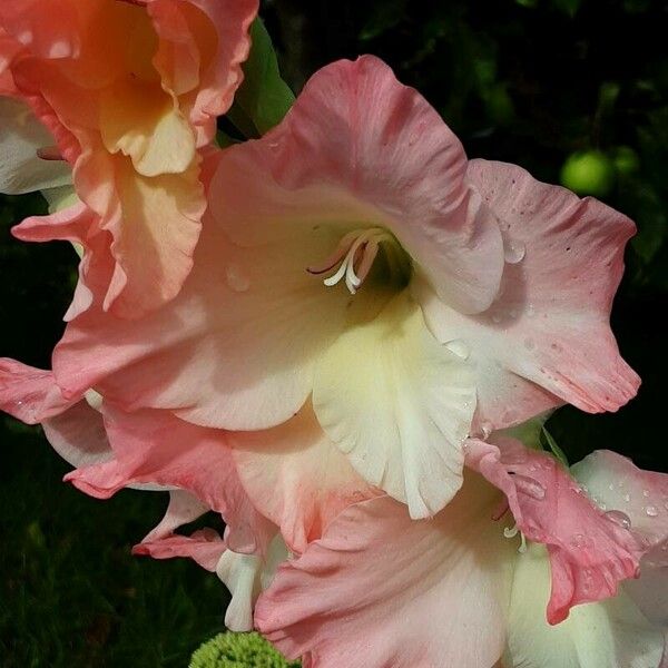 Gladiolus communis Flor