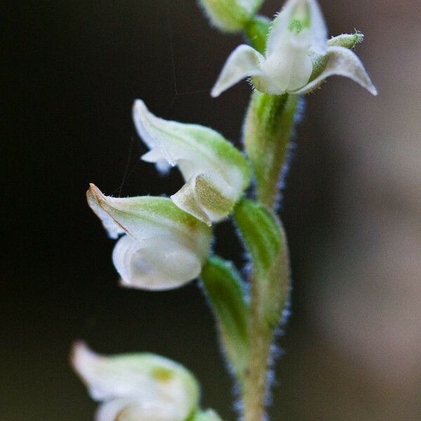 Goodyera oblongifolia Flower