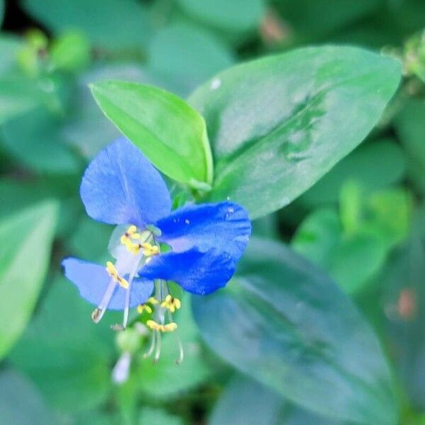 Commelina communis Цветок