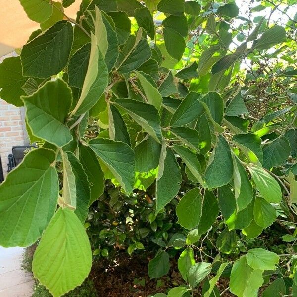 Broussonetia papyrifera Leaf