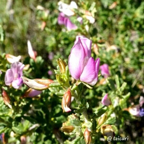 Ononis tridentata Flor