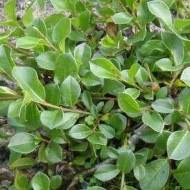 Salix alpina Liść