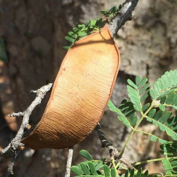 Albizia forbesii Plod