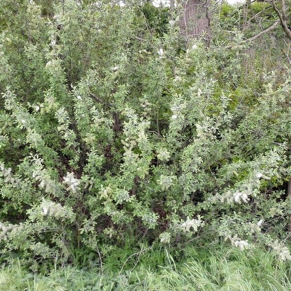 Salix aurita Vekstform