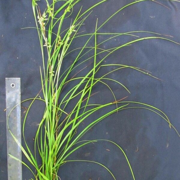 Carex polystachya Egyéb