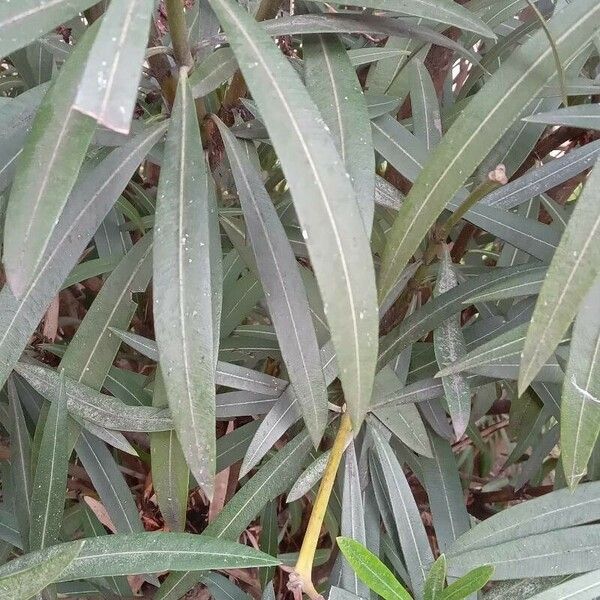 Nerium oleander Folio