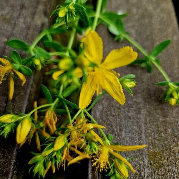 Hypericum perfoliatum Floare