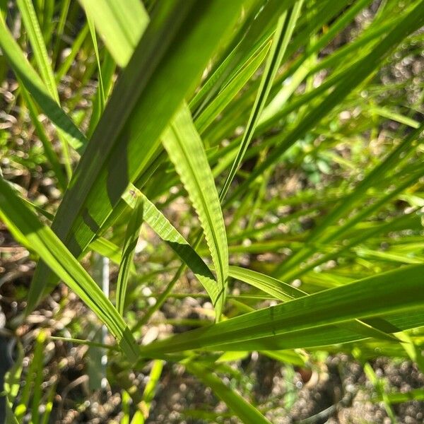 Acorus calamus Leaf